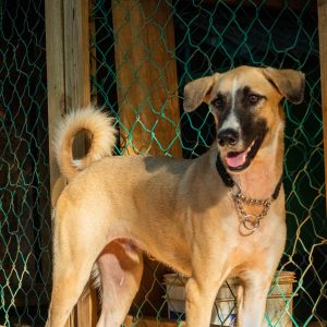 Jaspers Utila Animal Shelter Kennels