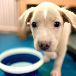 Jaspers Utila Animal Shelter Dogs